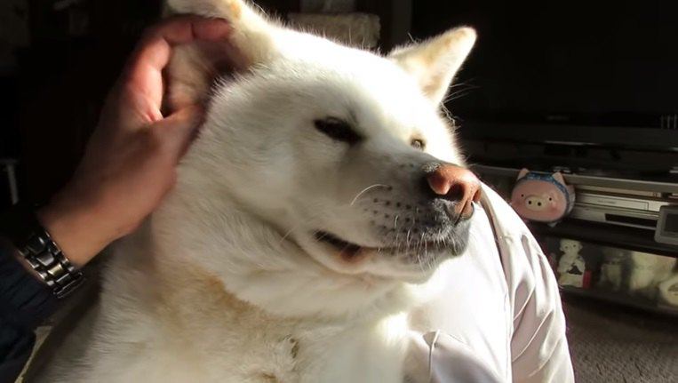 ラブラブ♪体は大きくても甘えん坊な秋田犬が愛おしい♡