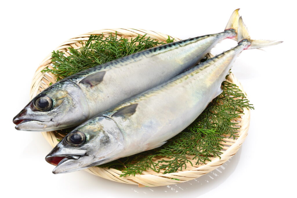 【獣医師監修】犬はサバ（鯖）を食べても大丈夫？生のリスクや適切な量、安全な与え方を解説