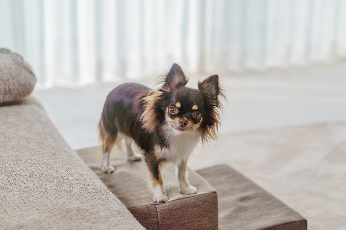 犬がいる部屋にNGな『家具・環境』5つ　命に関わるトラブルの可能性から注意すべきことまで
