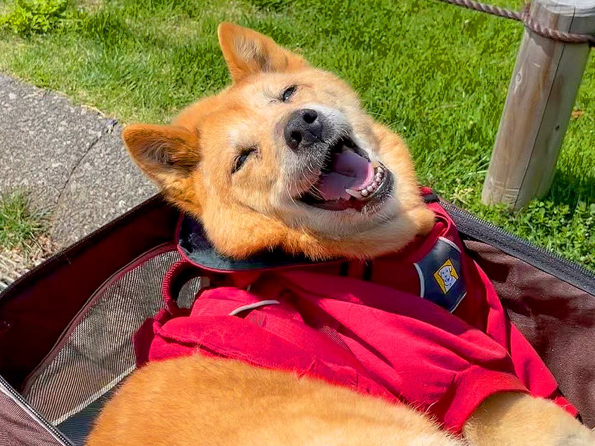 歩けなくなった17歳の老犬が『お花畑でお散歩』したら…愛おしい『100点満点の笑顔』に涙が溢れると174万再生「なんて可愛いの」と感動