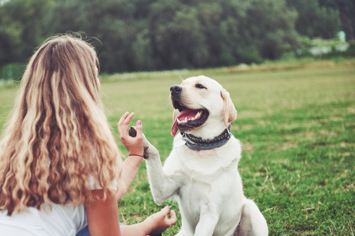 犬が『幸せ』を感じる飼い主の言葉5つ！上手な伝え方とは