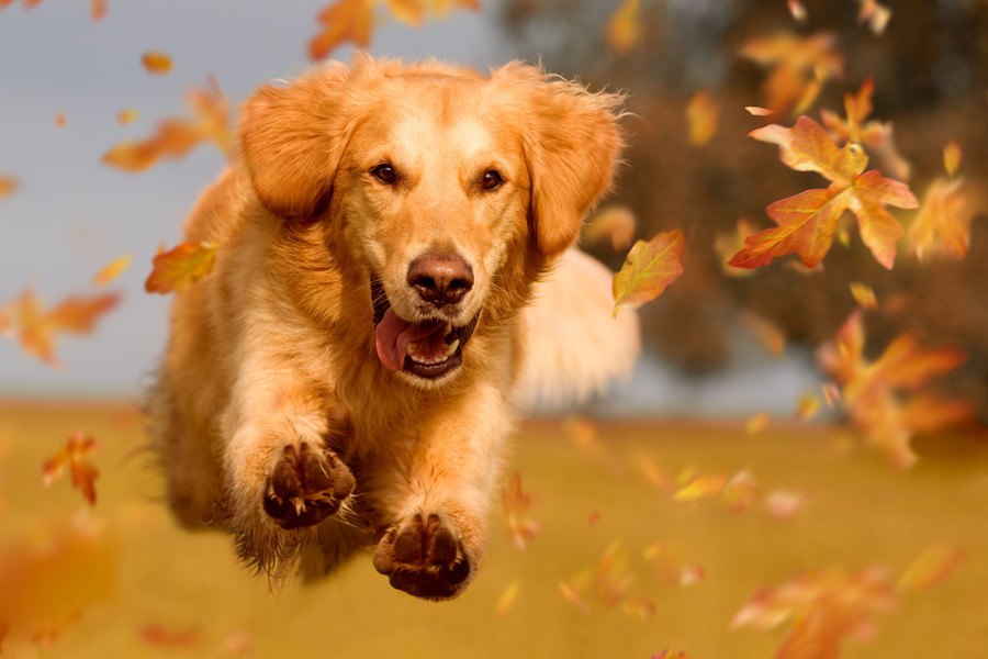 犬が飛びかかって来た時にやってはいけないこと３つ