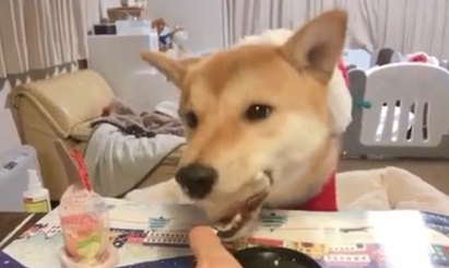 柴犬ちゃん初めてのケーキを実食！美味しすぎてつい…