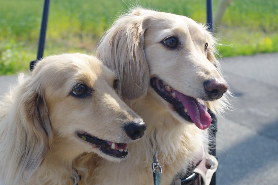 二匹目の犬を飼ってはいけないのはどんな人？４つの特徴を解説