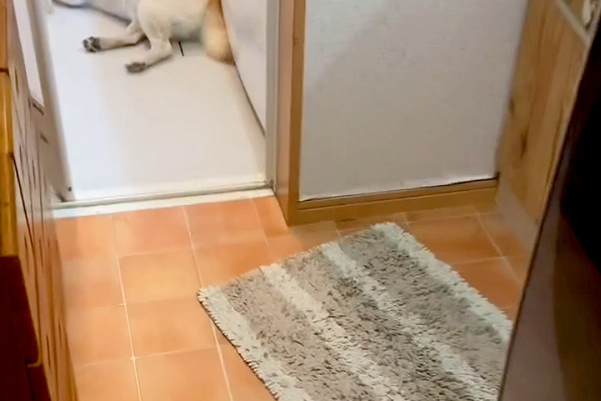 雷が鳴り響く日→『犬の姿が見当たらないな』と思い探した結果、お風呂場で発見して…『まさかの光景』が266万再生「可愛くて草」「愛おしい」