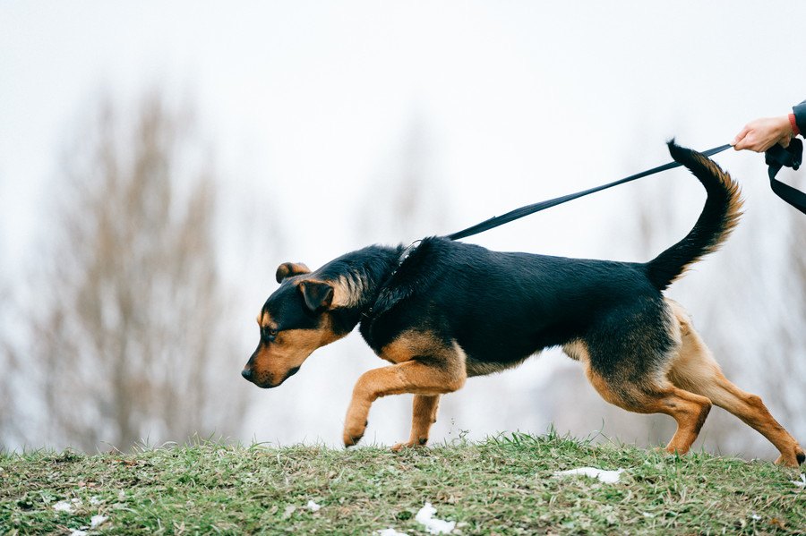 犬が『拾い食い』をしてしまう理由３つ！しつけでやめさせることはできる？