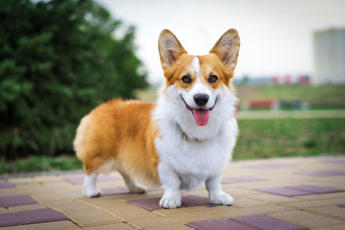 遺伝子検査の普及は犬の変性性脊髄症を減らすのに役立った？【研究結果】