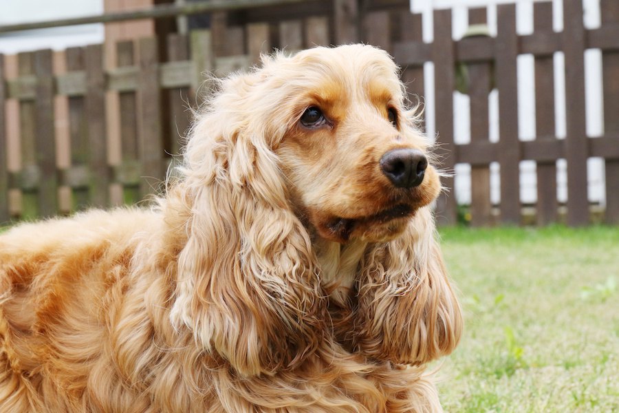 トリミングが大変な犬種３選！時間がかかるのはなぜ？