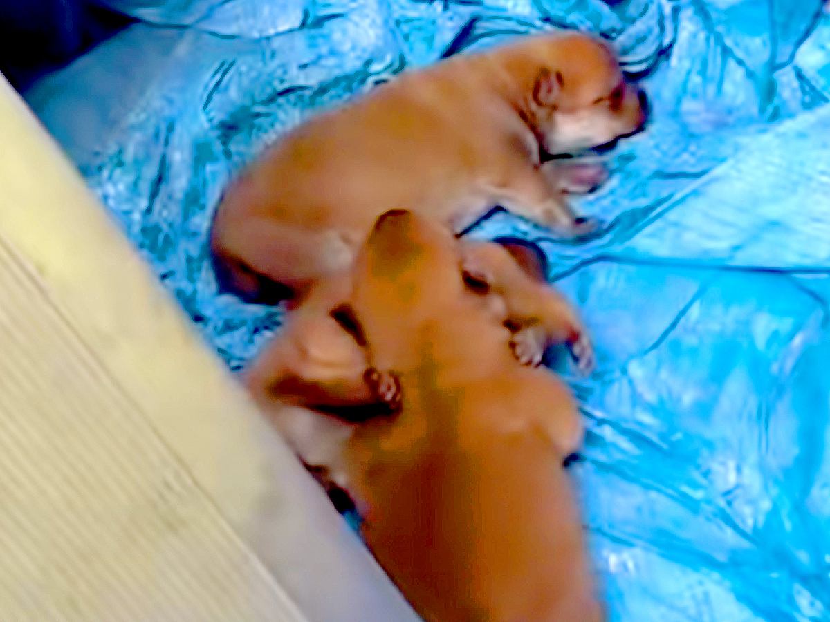 『お腹の大きい野犬』を発見→ブルーシートの上で3匹の赤ちゃんを産んで…保護後の展開と『2年後の現在』に反響「行動力すごい」と9万再生