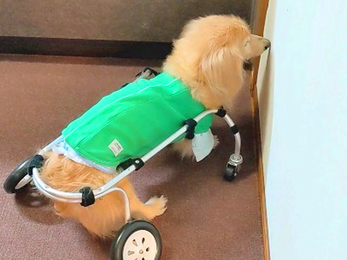 車いす生活をしている『18歳の老犬』が壁に…とっても賢い『対処法』に称賛の声「スゴい！」「頑張ったね」「力強くてかっこいい」と大絶賛