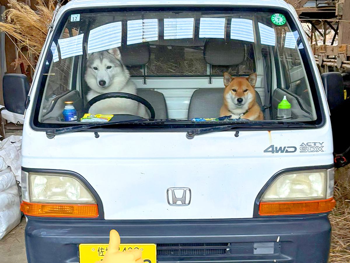 『ぜんぜん進みませんね』犬たちが軽トラックに乗った結果…シュール過ぎる光景に24万いいねの大反響「渋滞かなぁ笑」「妄想捗るｗ」と爆笑