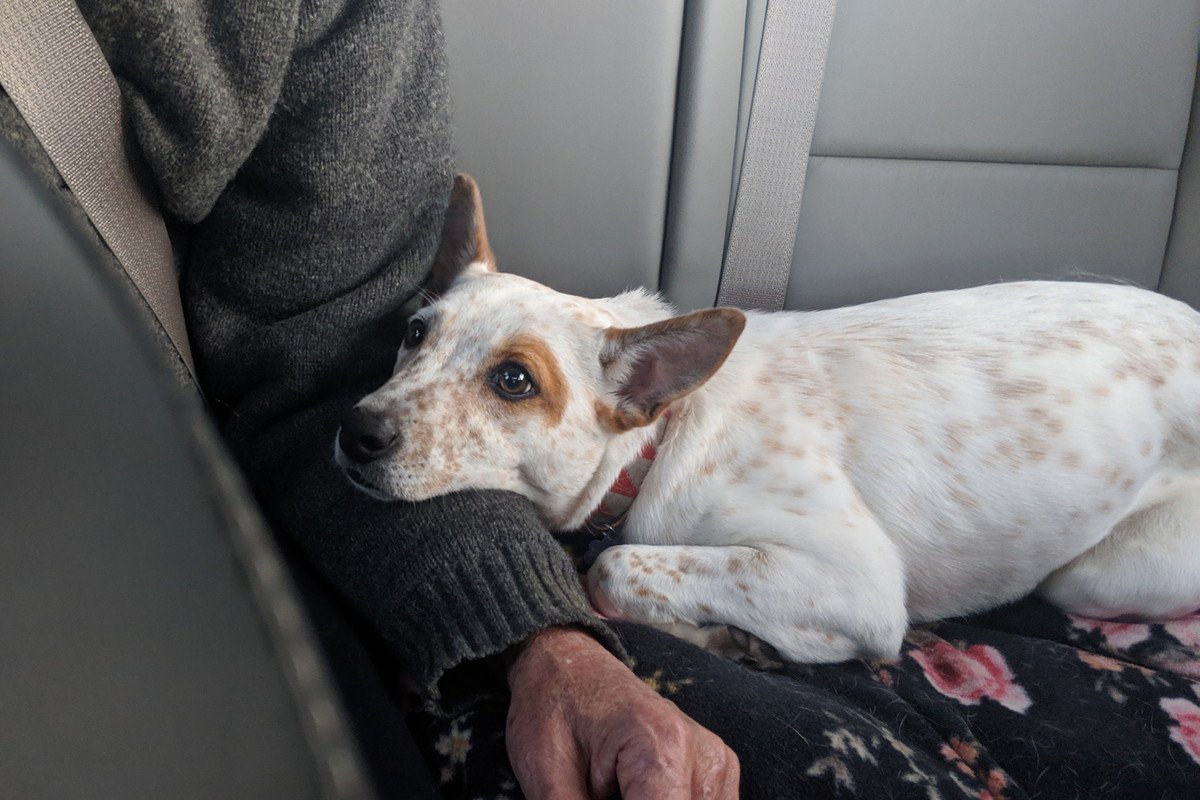 犬があなたにピッタリくっついて離れない時の心理5つ！病気になっている可能性も