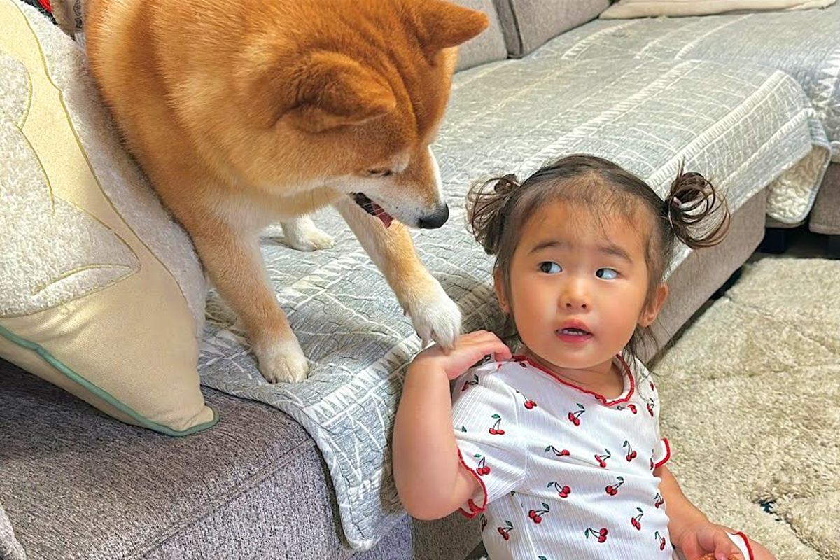 2歳の女の子がおもちゃで遊んでいたら、犬が『一緒に遊びたい』とお誘いしてきて…家族愛にあふれた『健気な光景』に反響「いじらしい」「素敵」
