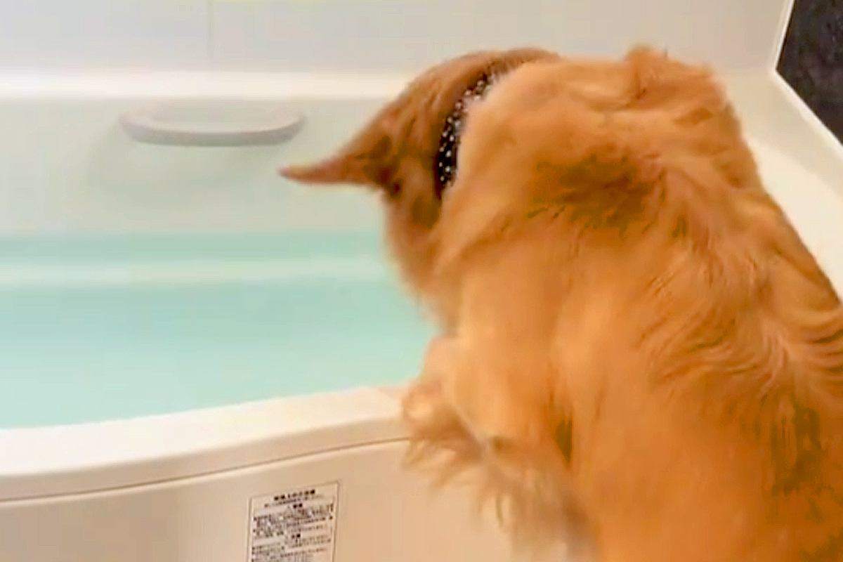 お風呂に溜まった水を見た大型犬→突然大はしゃぎし、何をするのかと思ったら…激しすぎる光景が107万再生「テンションぶち上げｗ」「豪快」