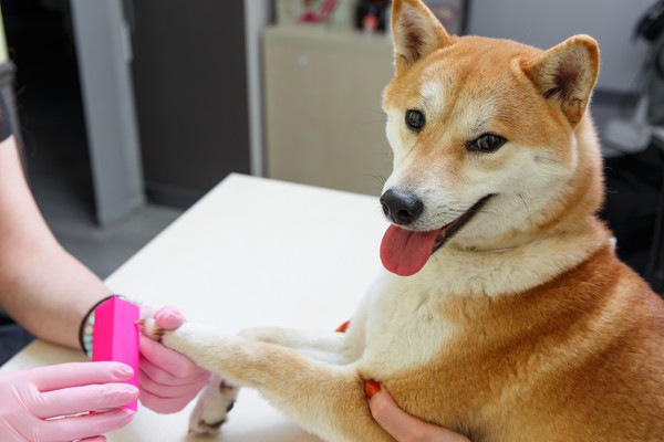 犬の電動爪やすりは爪切りが嫌いな子におすすめ！