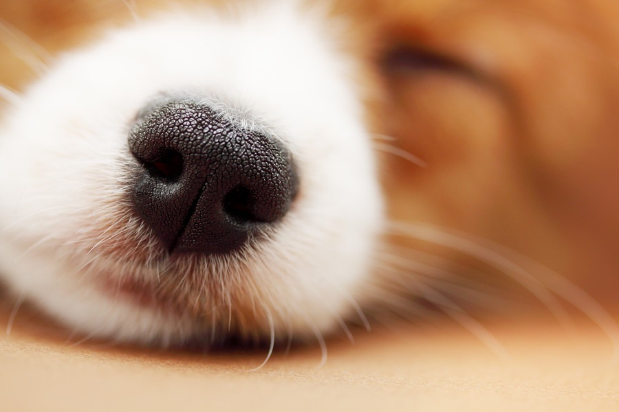 犬の「鼻紋」を知っていますか？実は鼻のシワが一頭ごとで異なるのです！