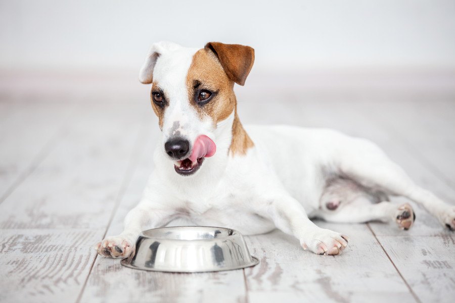 犬は鱈（たら）を食べても大丈夫？与える際のメリットや注意点について