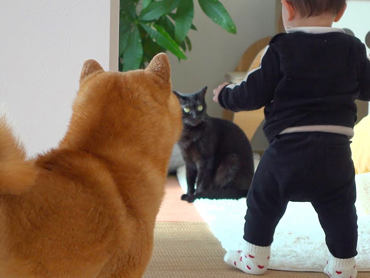 赤ちゃんが猫にちょっかいをかけようとしたら、近くにいた犬が…まさかの『犬語で注意する光景』が17万再生「愛ある叱責」「優しい親分」