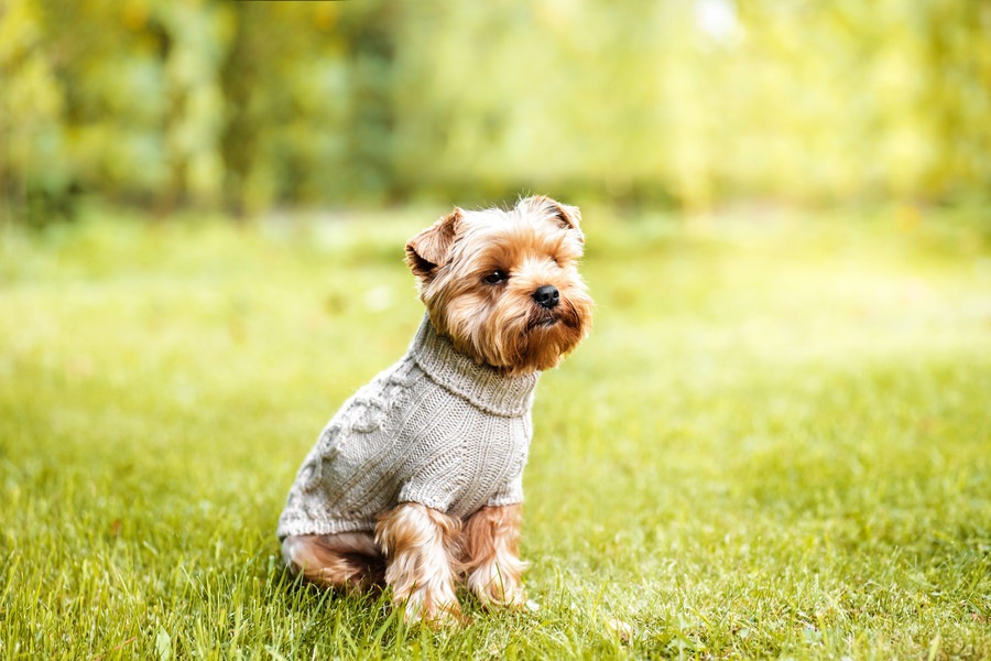 寒がりな犬に服を着せる必要はある？メリットやデメリットについて