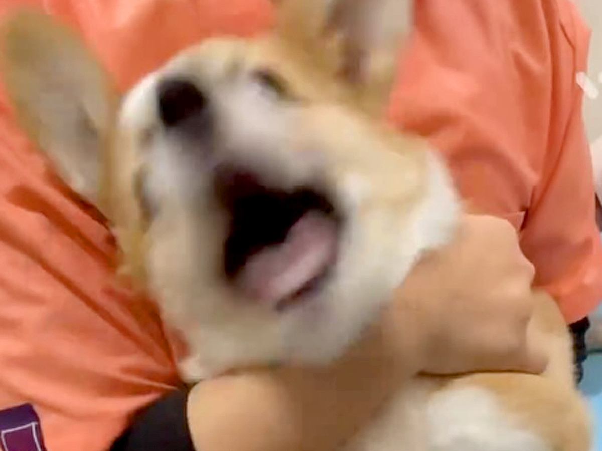 病院へ注射を打ちに来た犬→怖くて大絶叫してしまい…終わった直後に見せた『看護師への態度』が15万再生「嫌よねｗ」「いちいち可愛い」