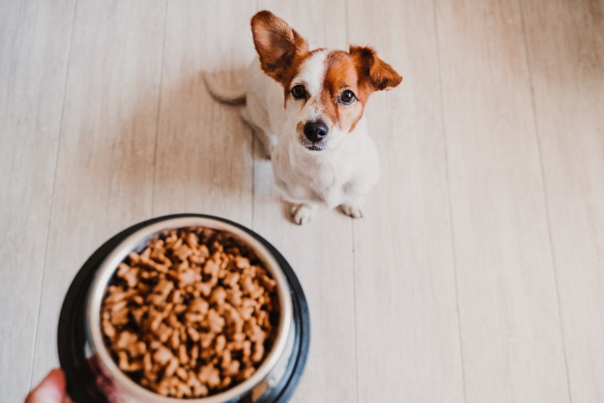 犬にとってNGなご飯の食べ方がある？5つの理由と対策法をご紹介