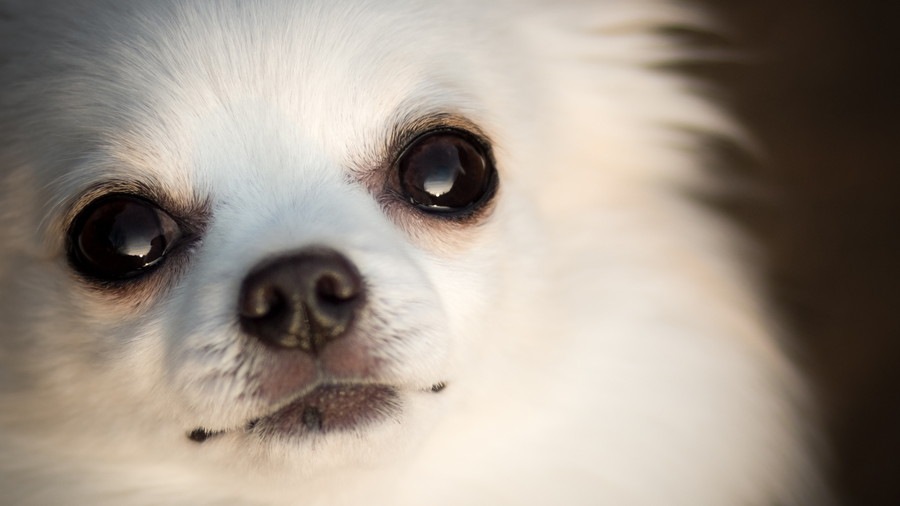 犬を叱った後じっと見つめてくる理由とは？