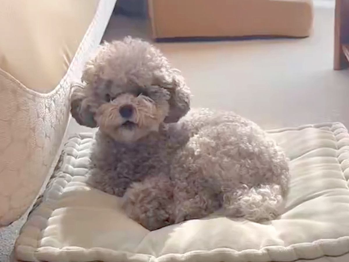 バイオリンを弾く飼い主→聞いていた犬が…まさかの『文句が止まらない光景』がSNSで話題「ハモってて笑った」「わんわんおｗ」と106万表示