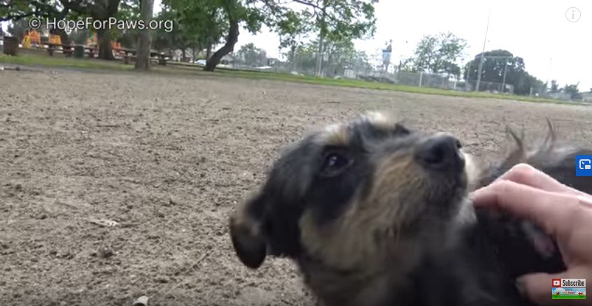 「お座り！」の言葉に反応してくれた野良犬の保護。心が通じる不思議