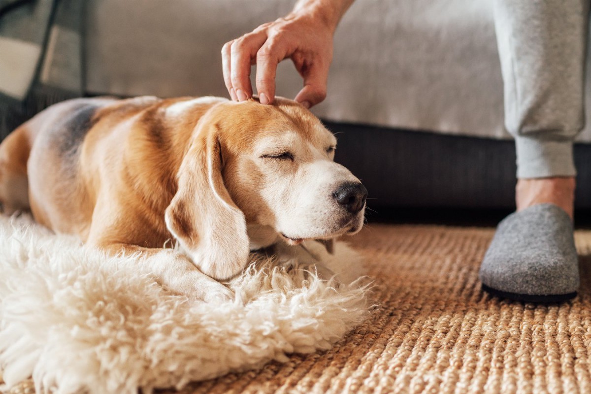 犬があなたに甘えている時にみせる行動5つ