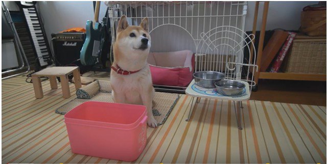 柴犬にご飯箱前全開で「よし！」と言ってみると…