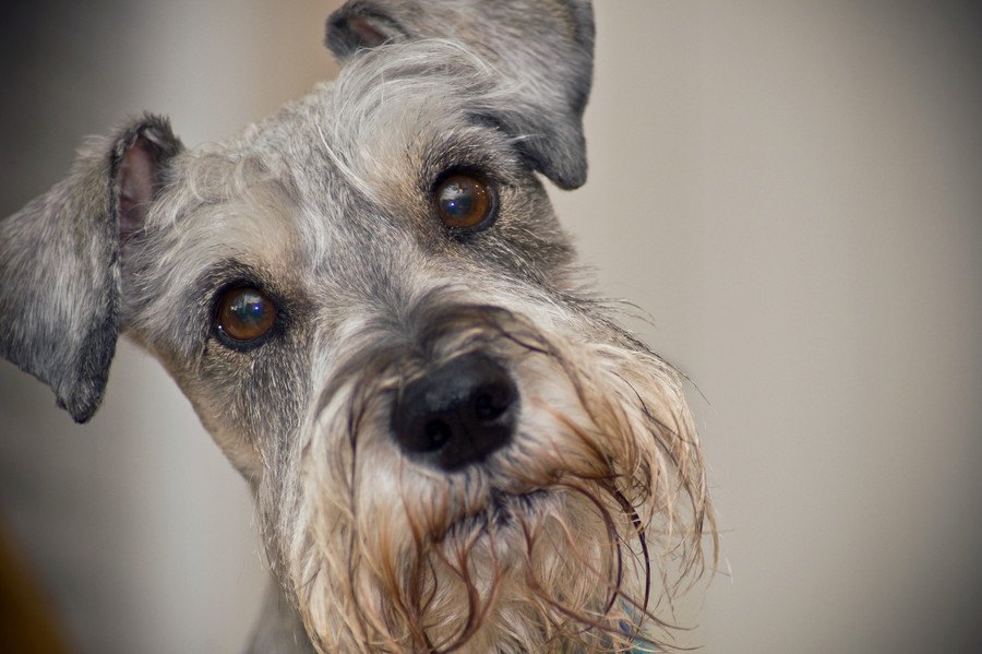 犬のヒゲが白くなっているのは何故？病気の可能性はあるの？