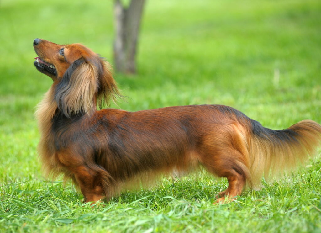 【獣医師監修】ミニチュア・ダックスフンド｜犬種の特徴と性格、飼い方や価格相場まで解説