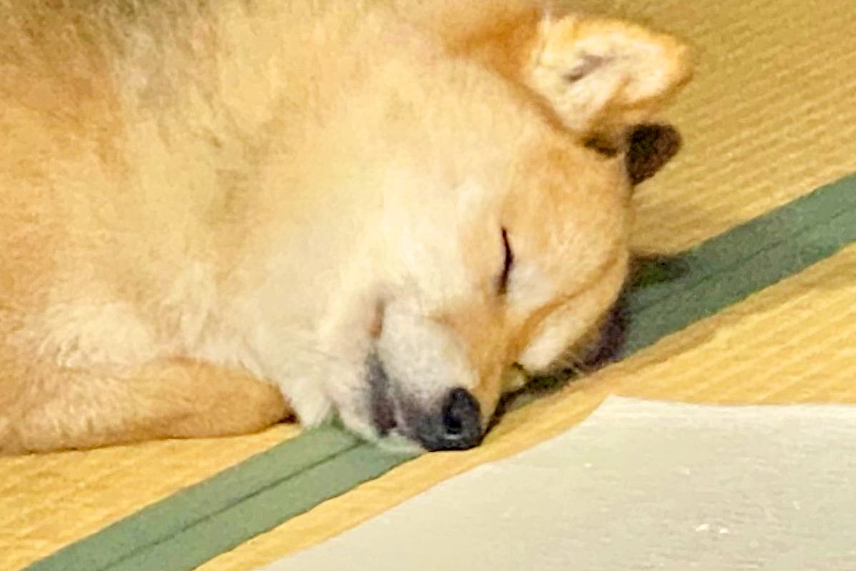 『コロッケみたい』と言われた犬→気持ちよさそうに眠っていたので撮影すると…思わず納得する一枚に13万いいね「クッション？ｗ」「可愛すぎ」