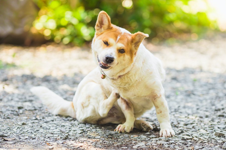 犬が体をかく時は注意が必要？３つの心理と適切な対処法