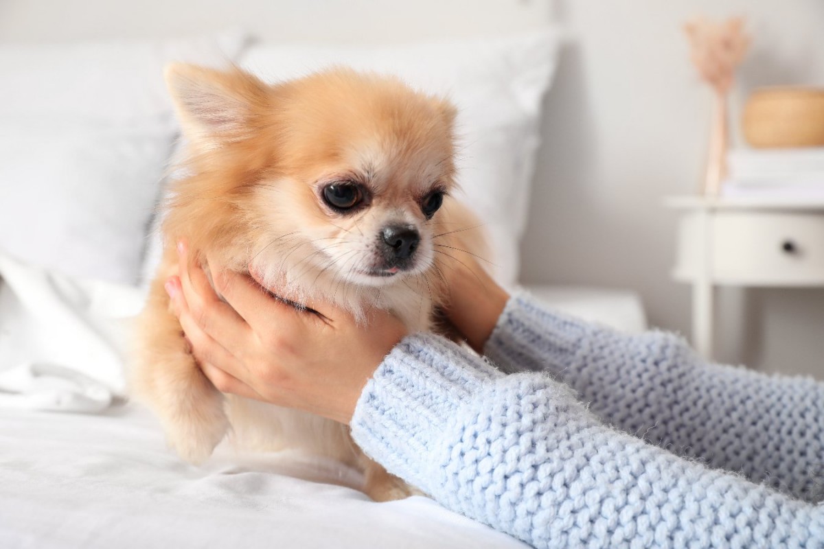 あるある？小型犬の飼い主が経験する「ヒヤッとした出来事」４選