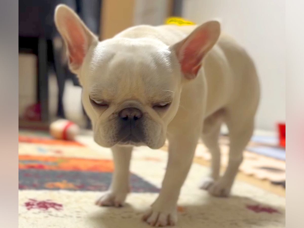 立ったままうとうとした犬→寝落ちした瞬間…まさかの『転んで目が覚める光景』に爆笑「白目からのコテンｗ」「なんちゅう可愛さ」と23万再生