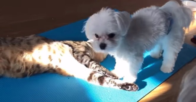 僕って猫だよね？いや犬でしょ。猫派わんこの可愛い日常♡