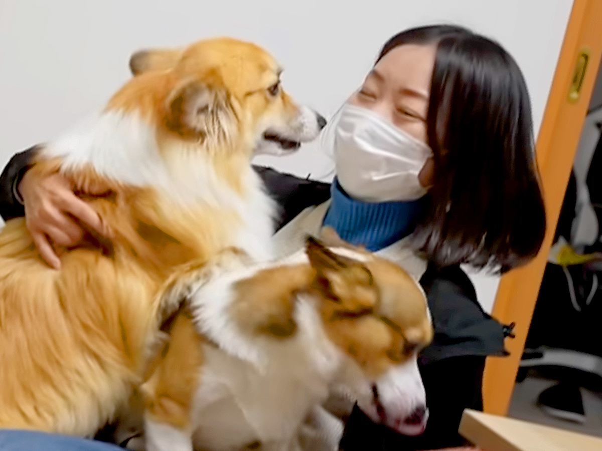 ママが帰省のため不在に→3日ぶりに家に帰ると、2匹の犬が…泣けるほど健気な『おかえりなさい』が59万再生「涙出た」「ヤキモチ可愛い」