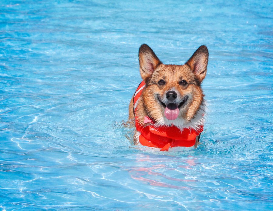 いろんな効果が！犬にスイミングさせるメリット４つ