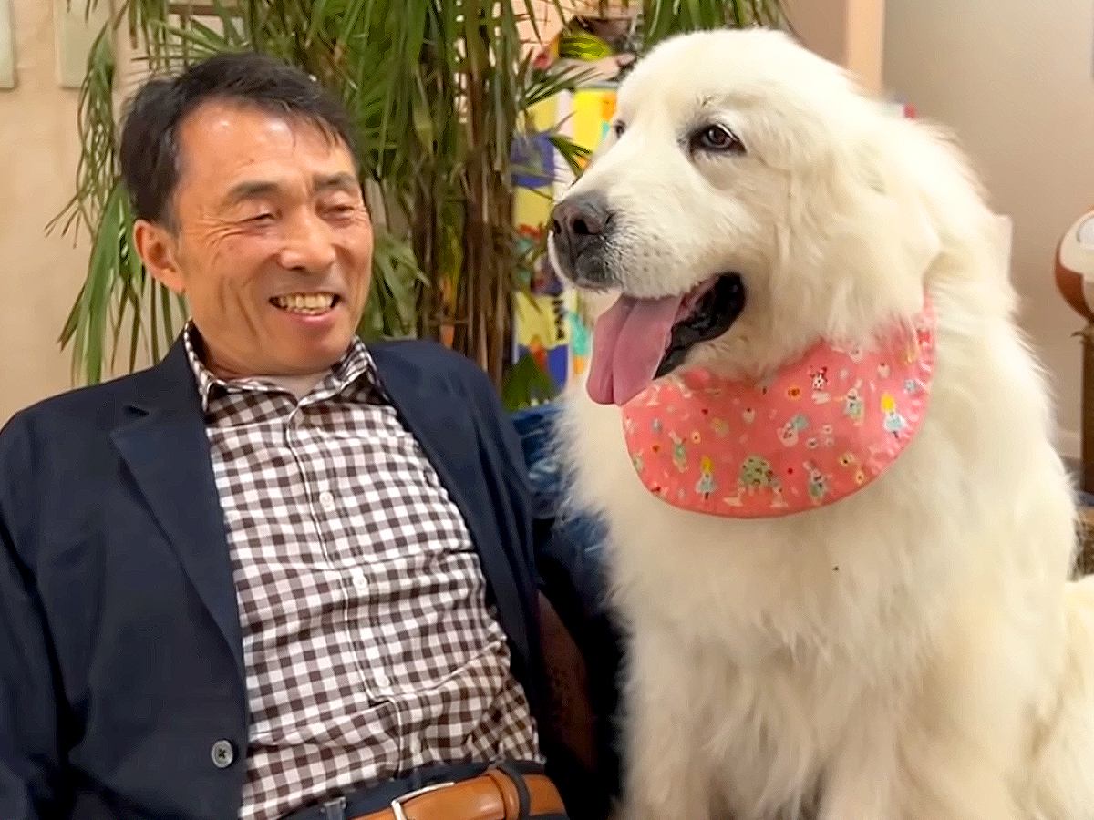 超大型犬たちが『2週間ぶりにお父さんと再会した』結果…『あまりにも嬉しそうな姿』が尊すぎると68万再生「ウルウルした」「神回」と感動