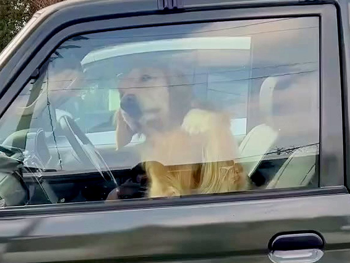 車の横で少し立ち話をしていたら、助手席にいた大型犬が…もはや窓拭き？寂しがり屋さんすぎる行動が55万再生「綺麗になってて草」「ペロンｗ」