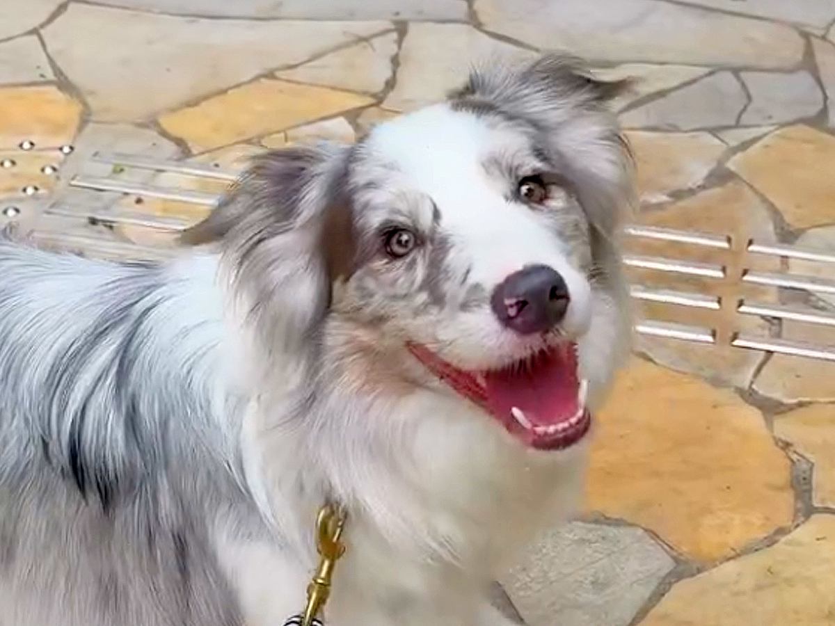 世界一賢い犬種に『レストランでご飯食べたい』と伝えた結果…もはや人間？信じられない光景が12万再生「すごすぎる」「優秀なコンシェルジュ」