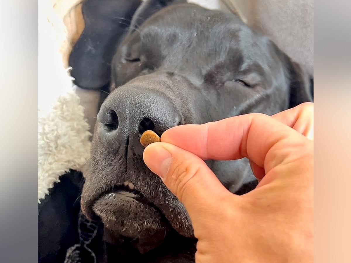 爆睡中の大型犬に『おやつの匂い』を嗅がせてみた→次の瞬間…『衝撃の反応』と結末が660万再生「死ぬほど笑ったｗ」「不細工すぎて草」と爆笑