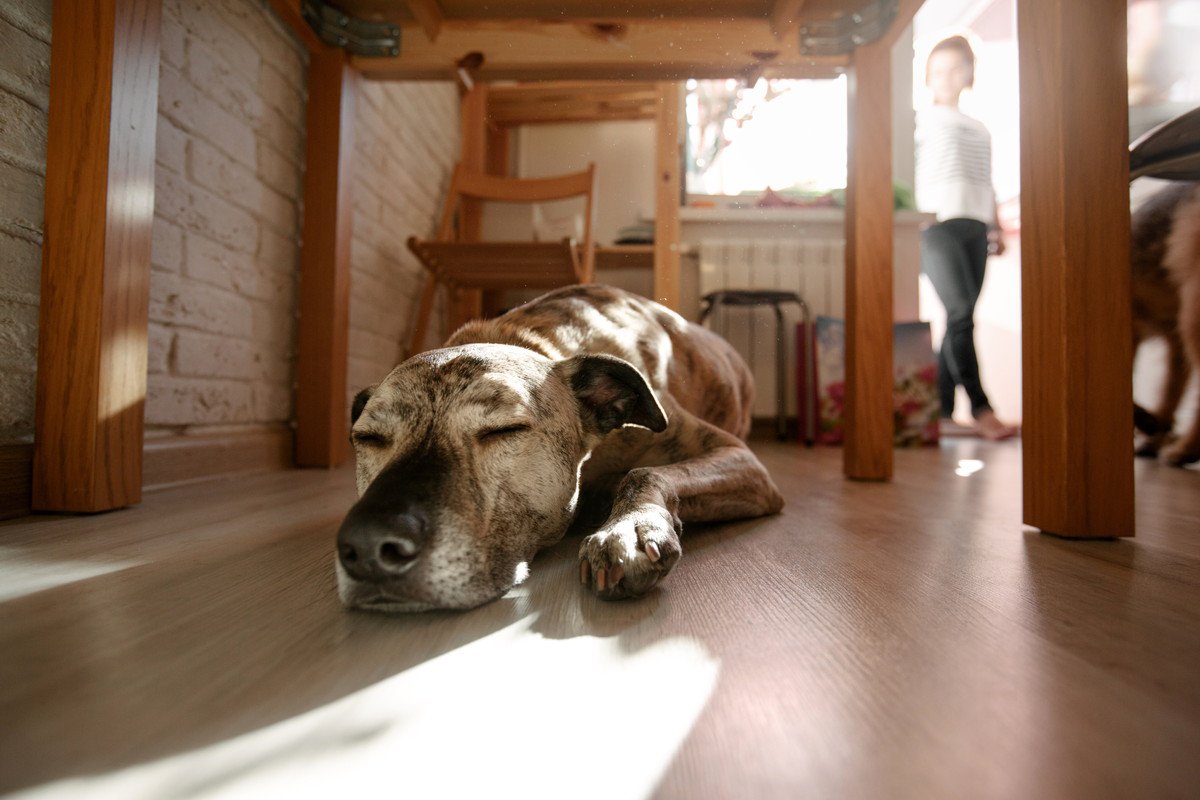 犬が『疲れている』ときにみせる行動5選　すぐに気づいてあげるために飼い主が意識すべきことまで