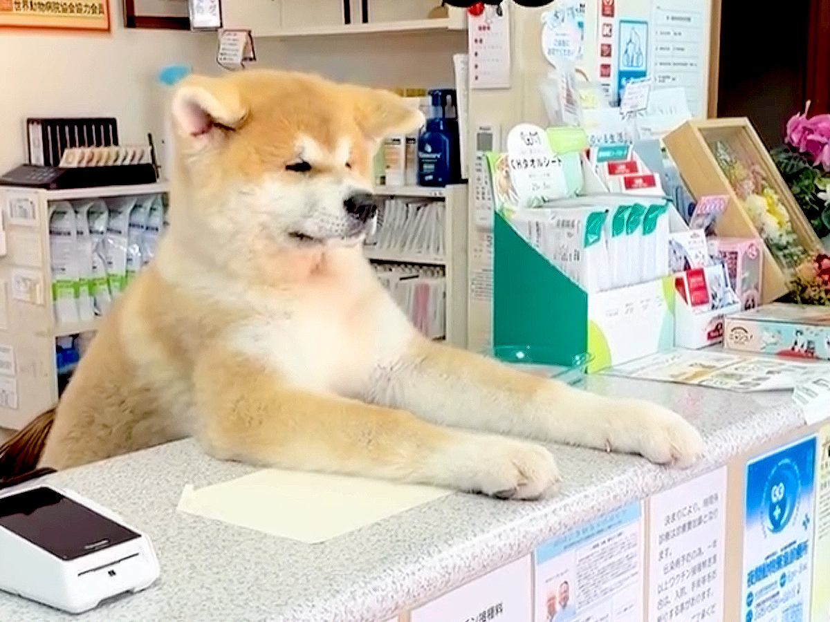 秋田犬の子犬が『動物病院に就職』したら…可愛すぎる"受付"に1万4000人が悶絶「毎日通いたいｗ」「ぜひ私を診察してください」