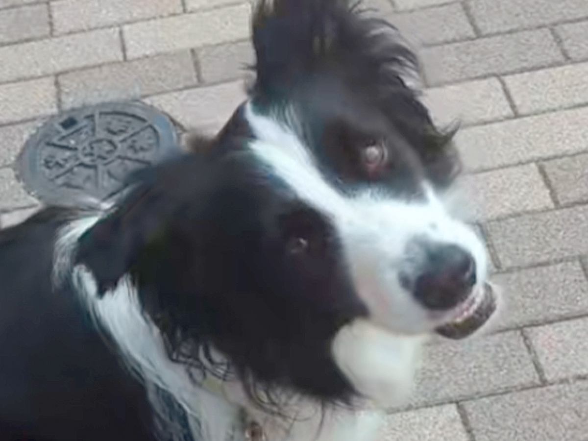 病院で注射を頑張った犬に『何が食べたいか』聞いてみた結果…連れて行かれた『まさかの場所』に爆笑「前世人間だった？ｗｗ」「グルメで草」と反響