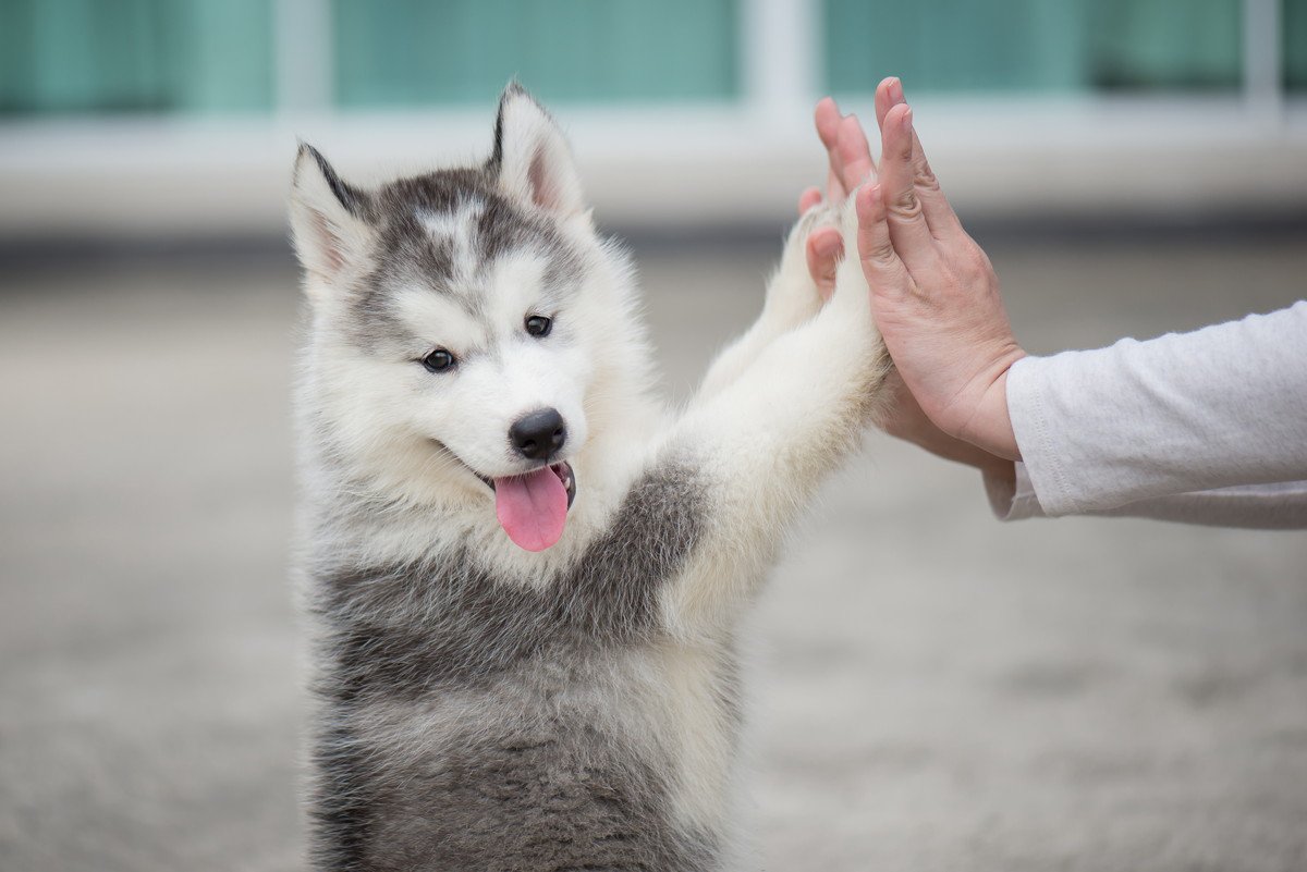 あなたはどう？愛犬との相性の見極める『6つの項目』