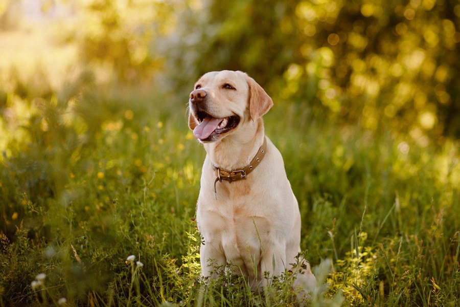 成犬をしつけし直すのは可能？どうやってやるのが正しいの？