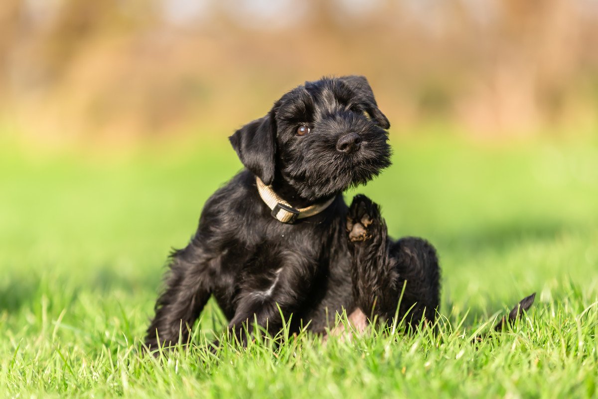 犬が自分の体をかく理由４選！その心理と注意すべきポイント、病気の可能性まで