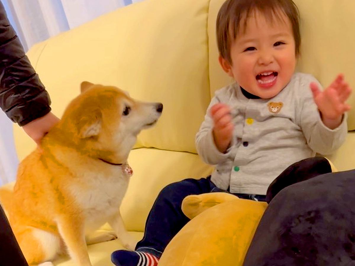 孫と息子が家に遊びにやってきたら、2匹の犬が…想定以上の『熱烈すぎる歓迎』が6万再生「しっぽヘリコプターみたいｗ」「激しめで草」